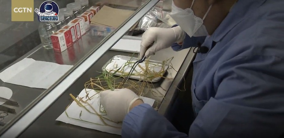 Cientista chinesa manuseia as amostras de arroz cultivadas no espaço