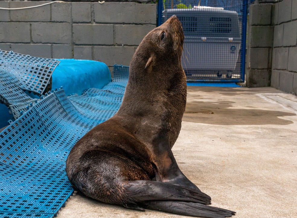 Filhote de lobo-marinho resgatado apresenta melhora após tratamento no litoral norte; FOTOS. — Foto: Divulgação/Instituto Argonauta