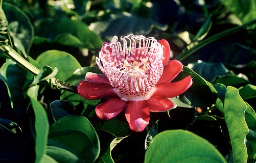 O maracujazeiro exige bastante sol e adubação periódica para garantir floração abundante (no verão) e frutificação