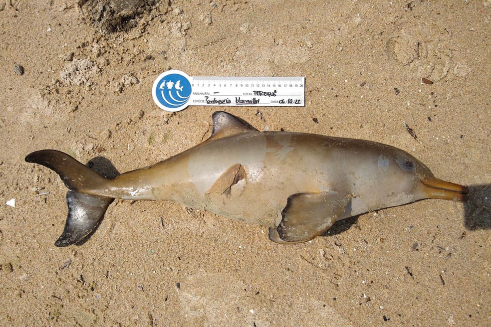 15 golfinhos de espécie com risco de ser ameaçada de extinção são encontrados mortos no litoral de SP — Foto: Instituto Gremar/Divulgação