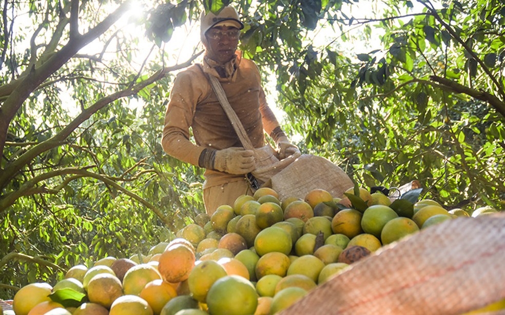 Recentemente Os Produtores De Laranja Do Brasil
