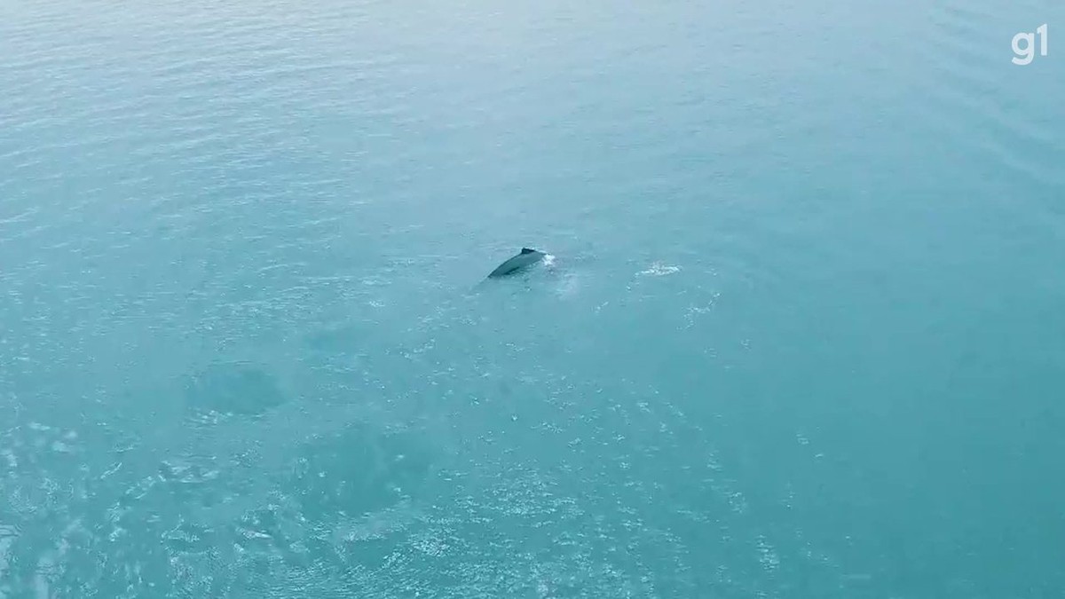 Baleias jubarte são avistadas no canal de São Sebastião