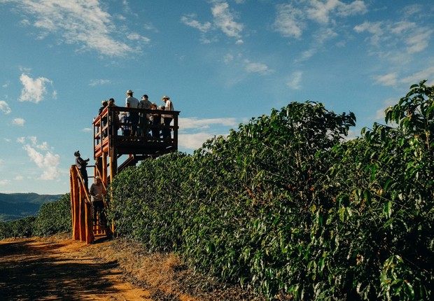 O projeto deve restaurar 277 hectares de Mata Atlântica em fazendas de café da região (Foto: Selva Bizarria (@selvabizarria))
