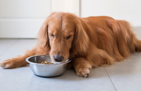 Cachorro pode comer peru? Sim, mas com alguns cuidados | Nutrição | Vida de  Bicho