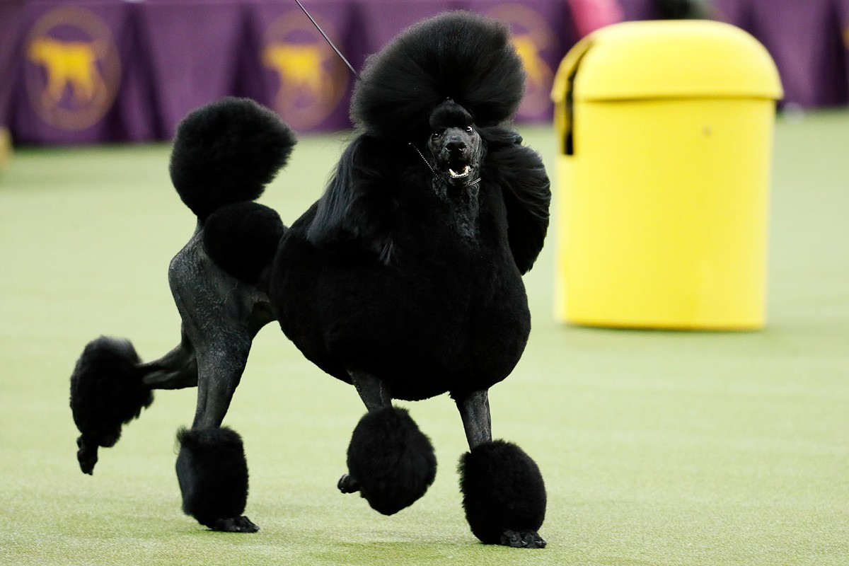 Poodle is once again one of the most beloved breeds in the United States; labrador leads | pets