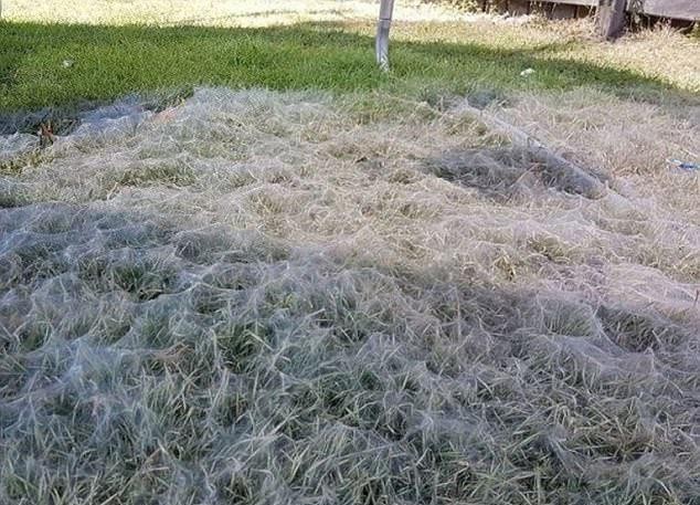 Teia de aranha gigantesca em quinta de casa na Austrália