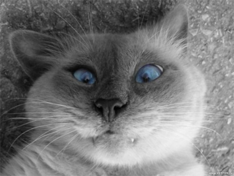 Papel de Parede: Cool Cat | Download | TechTudo