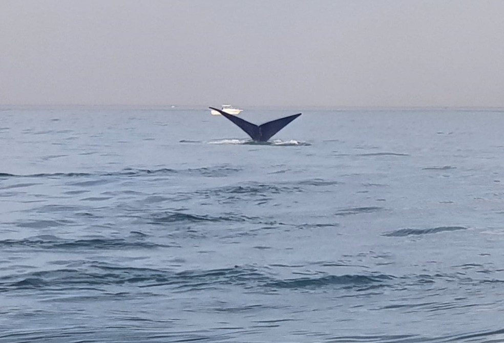 Mergulhadores ficaram emocionados com o encontro (Foto: Guilherme Kodja/Megafauna Marinha do Brasil)