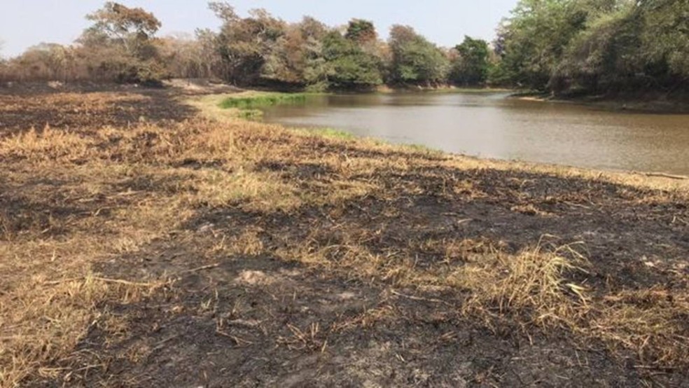 Queimadas atingem diversas áreas do Pantanal e afetam duramente a fauna e a flora da região — Foto: Fernando Tortato via BBC