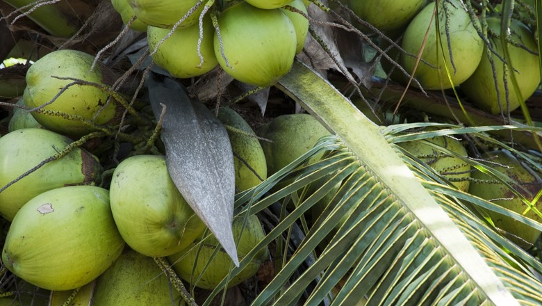 5 dicas para tornar a produção de coco mais lucrativa