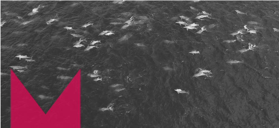 Cerca de 600 golfinhos foram vistos na altura de Ipanema, na Zona Sul do Rio