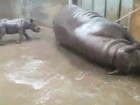 Bebê rinoceronte toma seu primeiro banho