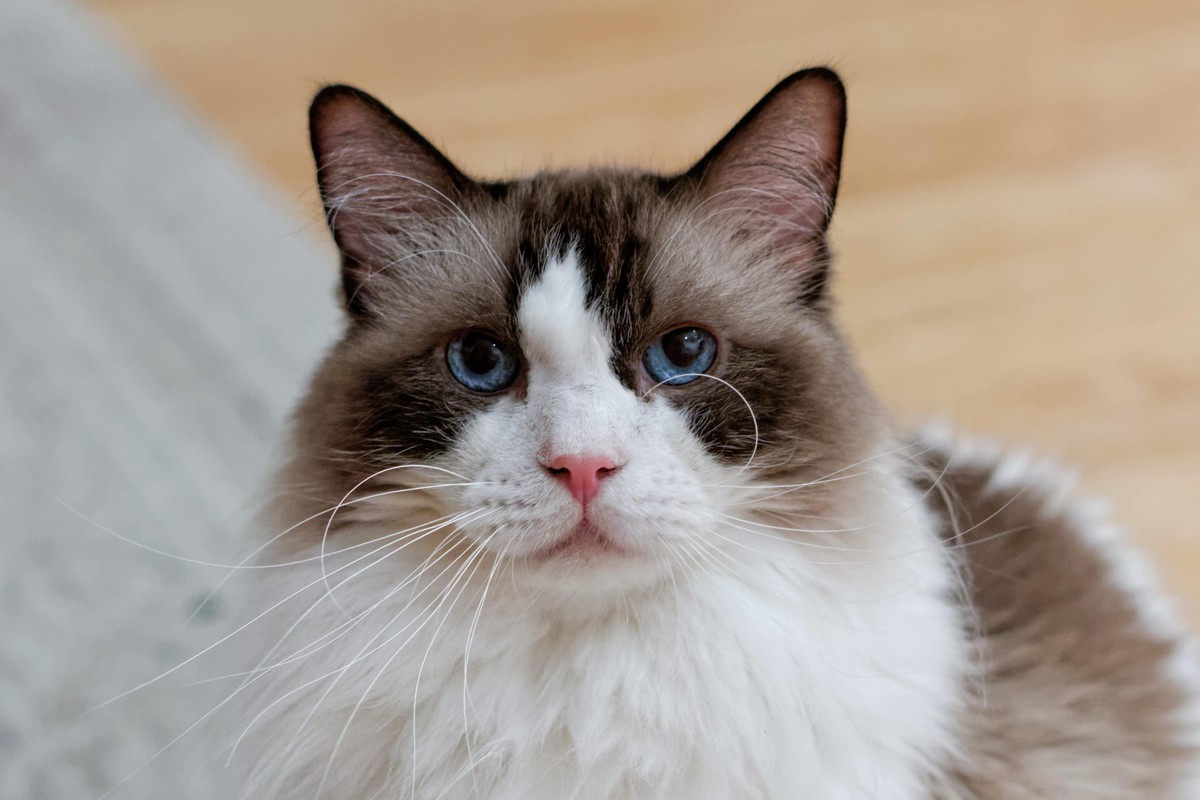 Curiosidades sobre gatos, foto de um gato Ragdoll | Feito Curioso