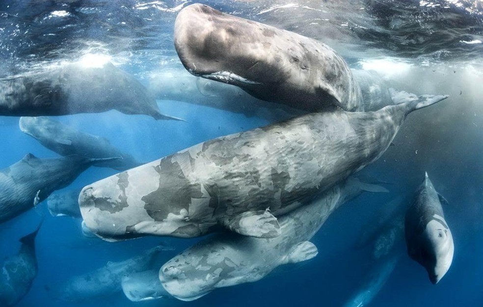Tony Wu (Estados Unidos) batizou esta foto de Encontro Gigante (Foto:  Tony Wu/WPY/BBC)