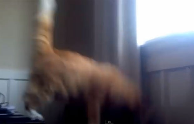 Vídeo viraliza ao mostrar gato tentando reproduzir um desafio das redes  sociais; assista