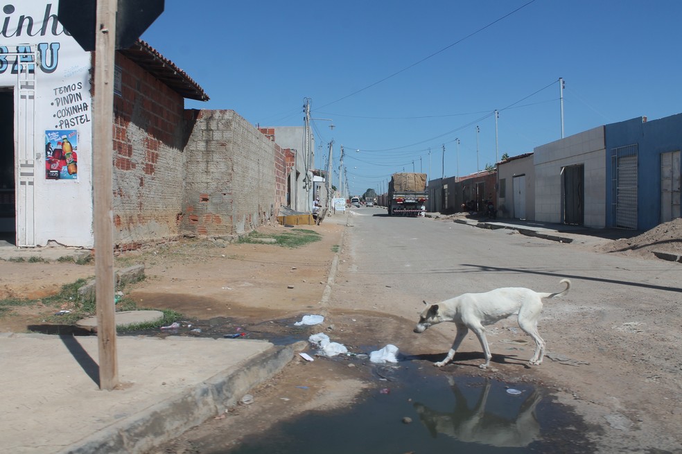 O alto número de animais de rua aumenta o risco de acidentes de trânsito.  Bairro Cacheado, Zona Norte de Petrolina (Foto: Beatriz Braga)