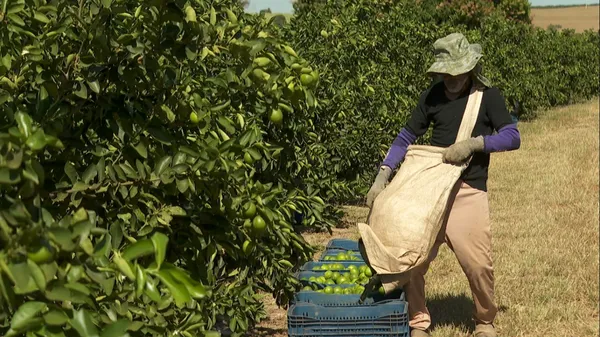 Agricultores, distribuidores e trabalhadores do campo de Taquaritinga, SP podem ser afetados por medida que interrompe exportação do limão — Foto: Carlos Trinca/EPTV