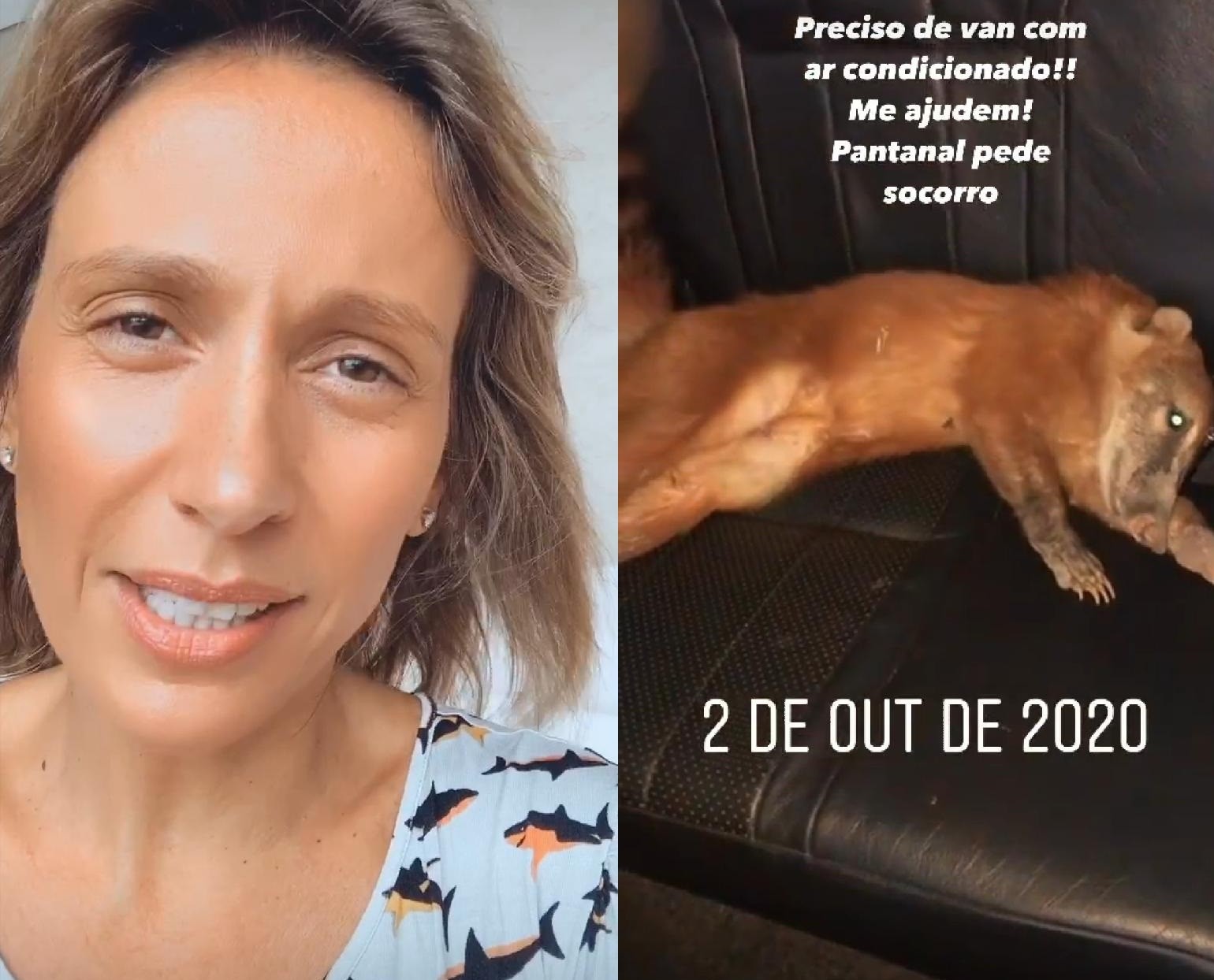 Luisa Mell pede ajuda para resgatar animais de incêndios no Pantanal (Foto: Reprodução: Instagram)