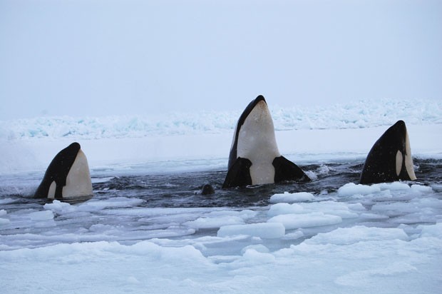 baleias orcas respiram através de um buraco no gelo (Foto: Maggie Okituk/Reuters)