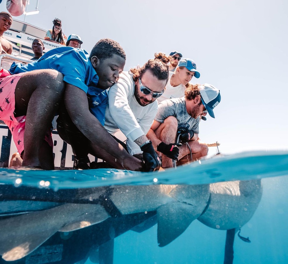 Pesquisadores acoplam câmera em tubarão, nas Bahamas — Foto: Divulgação / Beneath the Waves