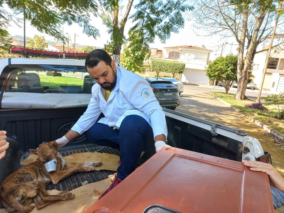 Polícia Civil de Mococa prende 2 empresários por maus-tratos contra uma cachorra — Foto: Arquivo Pessoal