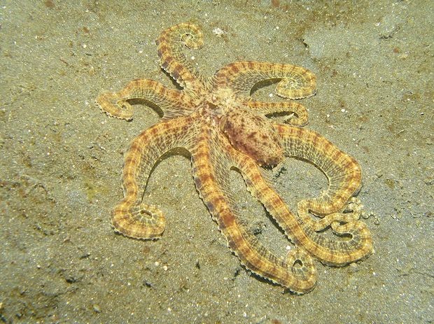 Polvo-mímico - Thaumoctopus mimicus (Foto: Silke Baron/ Wikimedia Commons/ CreativeCommons)