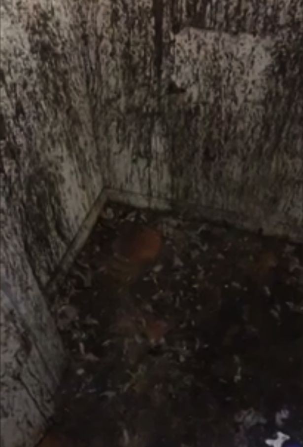 Imagem do closet cheio de sangue e penas que Azealia Banks alega fazer "bruxaria" (Foto: Reprodução/Instagram)