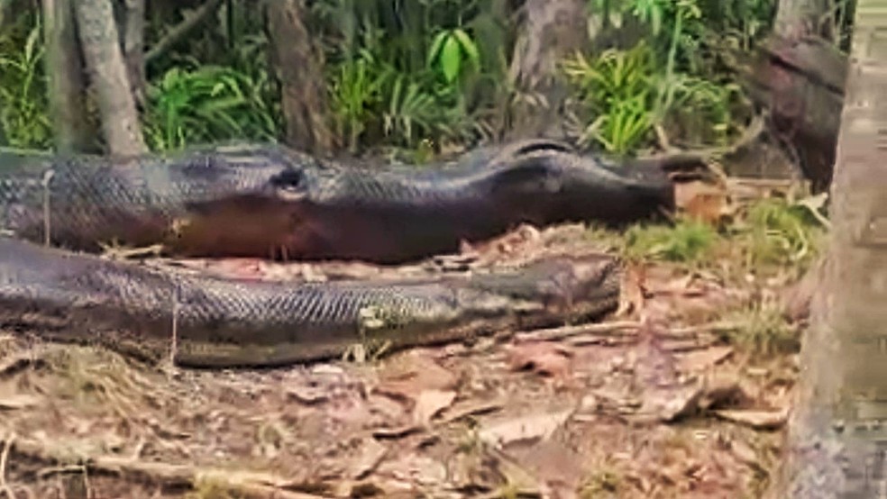 Pescador flagra cobra anaconda gigante na floresta amazônica — Foto: Reprodução