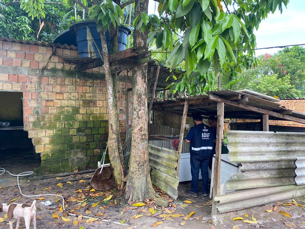 Fiscais interditaram abatedouro clandestino de aves em Manaus — Foto: Adaf