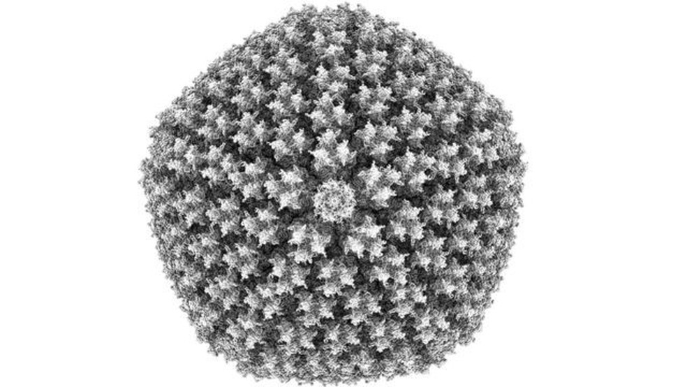 Imagem incrivelmente detalhada do adenovírus, que tem menos de 100 nanômetros de diâmetro — Foto: ASU