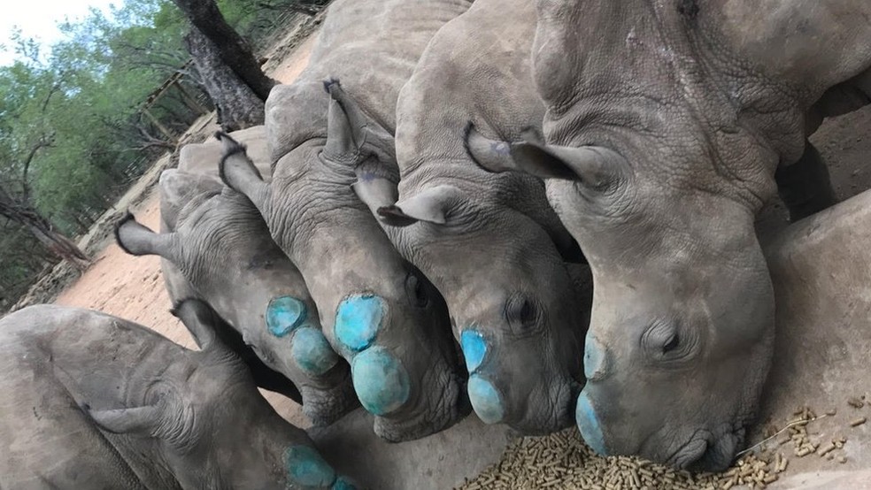 Os cinco filhotes tiveram seus chifres removidos (o azul se deve ao spray antisséptico) para evitar caçadores ilegais (Foto:  Divulgação/Rhino Revolution)