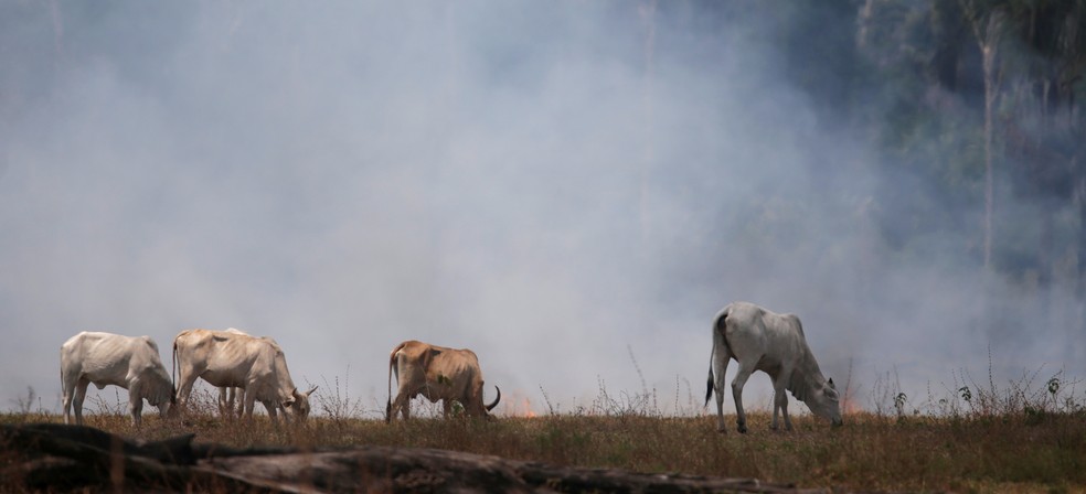 Gado pasta em meio à fumaça causada por um foco de queimada da Amazônia em Rio Pardo, Rondônia, em setembro de 2019. — Foto: Ricardo Moraes / Reuters