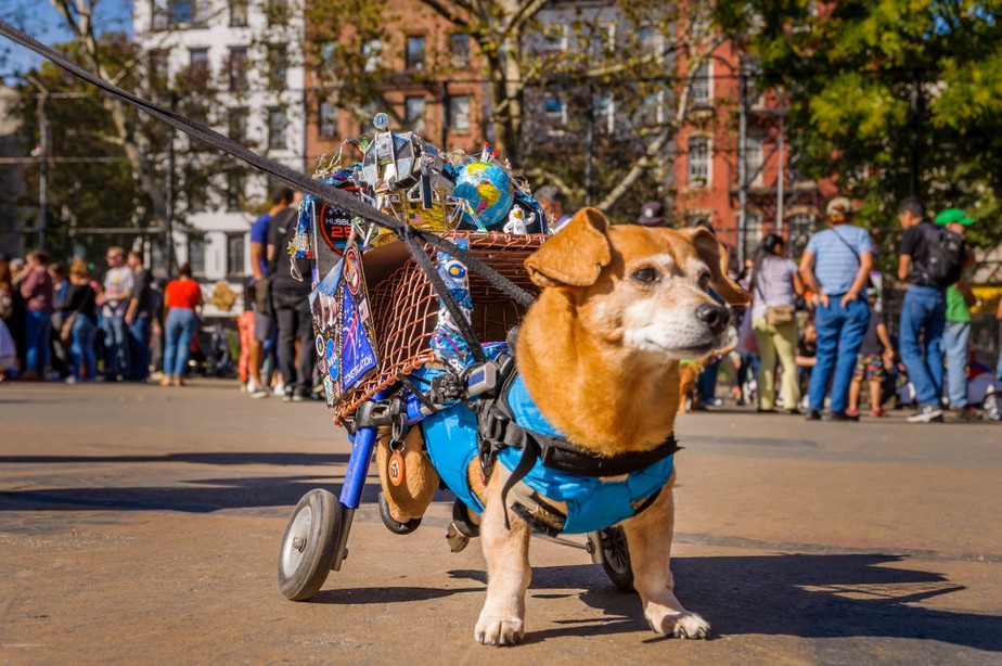 Desfile de cães de Halloween da Tompkins Square