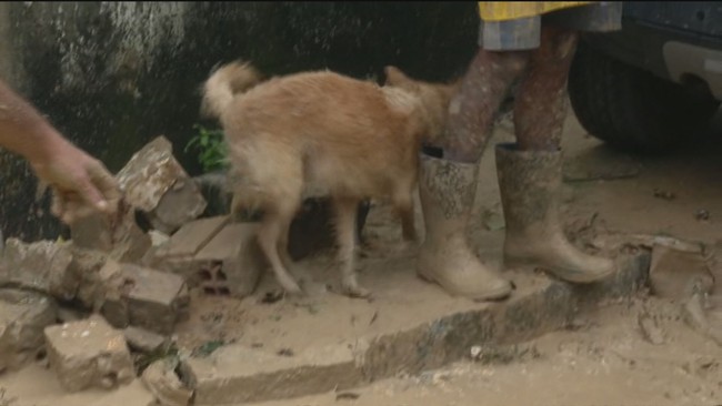 Cachorro é encontrado com vida por moradores no Grande Recife