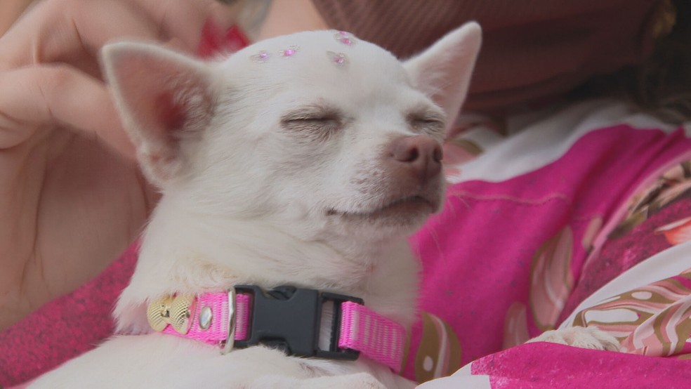 Cachorra Pandora foi resgatada após desaparecer no DF — Foto: TV Globo/Reprodução