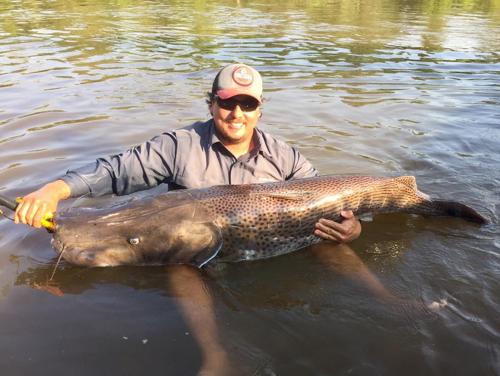 Peixe com 1,62 metro foi solto no rio Dourados, em Fátima do Sul.  Foto: Rodrigo Jorge/Arquivo pessoal