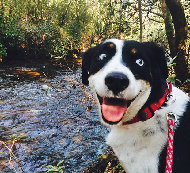 Cão com 'cara pura da felicidade' vira hit na web (Foto: Reprodução/Reddit/thisisMyLuck1)