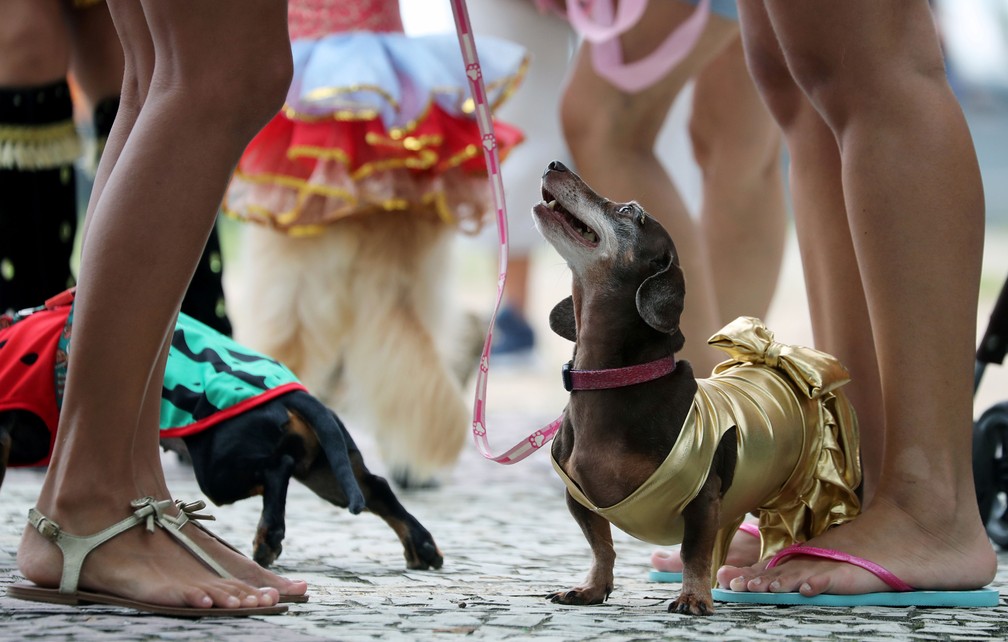 Cachorros foram para a rua mostrar suas fantasias em bloco carnavalesco no Rio — Foto: Sergio Moraes/Reuters