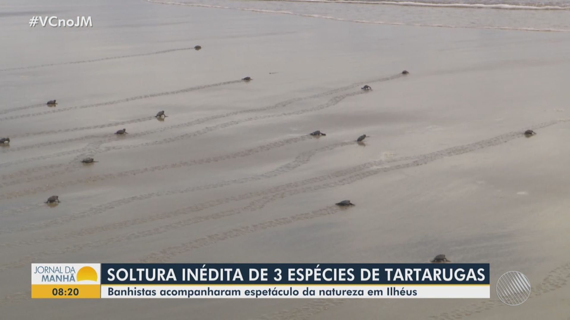 VÍDEO: três espécies de filhotes de tartarugas marinhas são soltas em praia de Ilhéus, no sul da Bahia