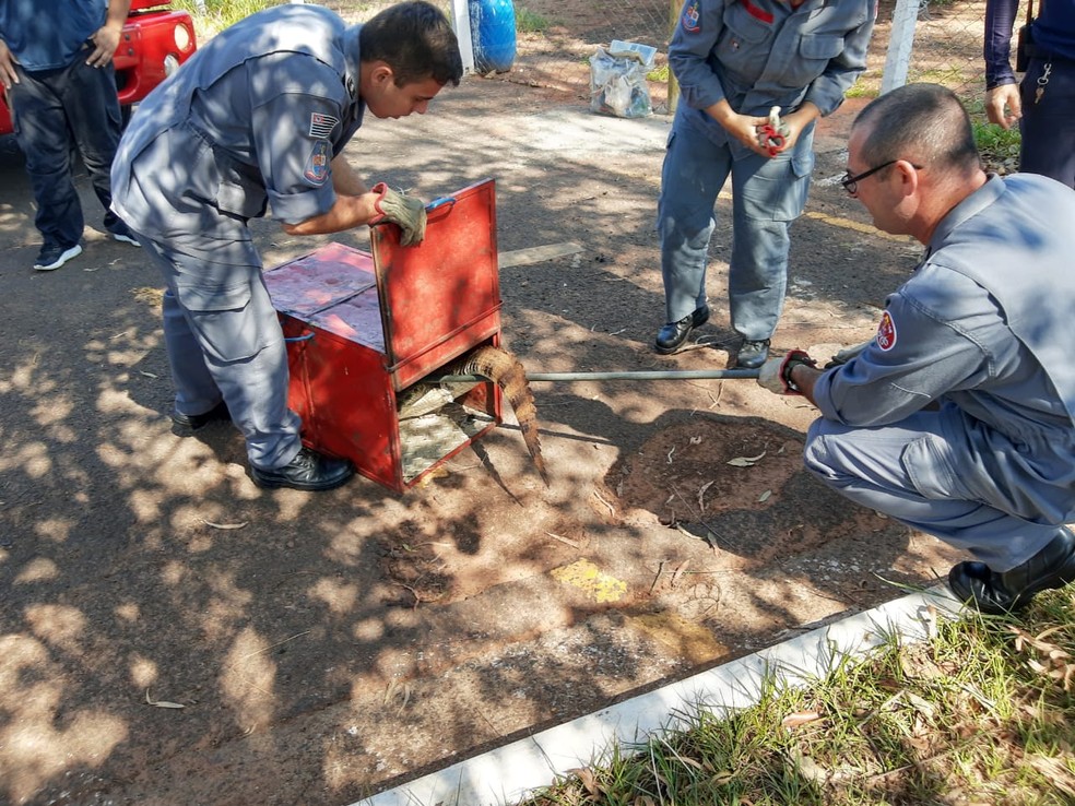 Jacaré foi capturado nesta segunda-feira (25) em Osvaldo Cruz — Foto: Corpo de Bombeiros