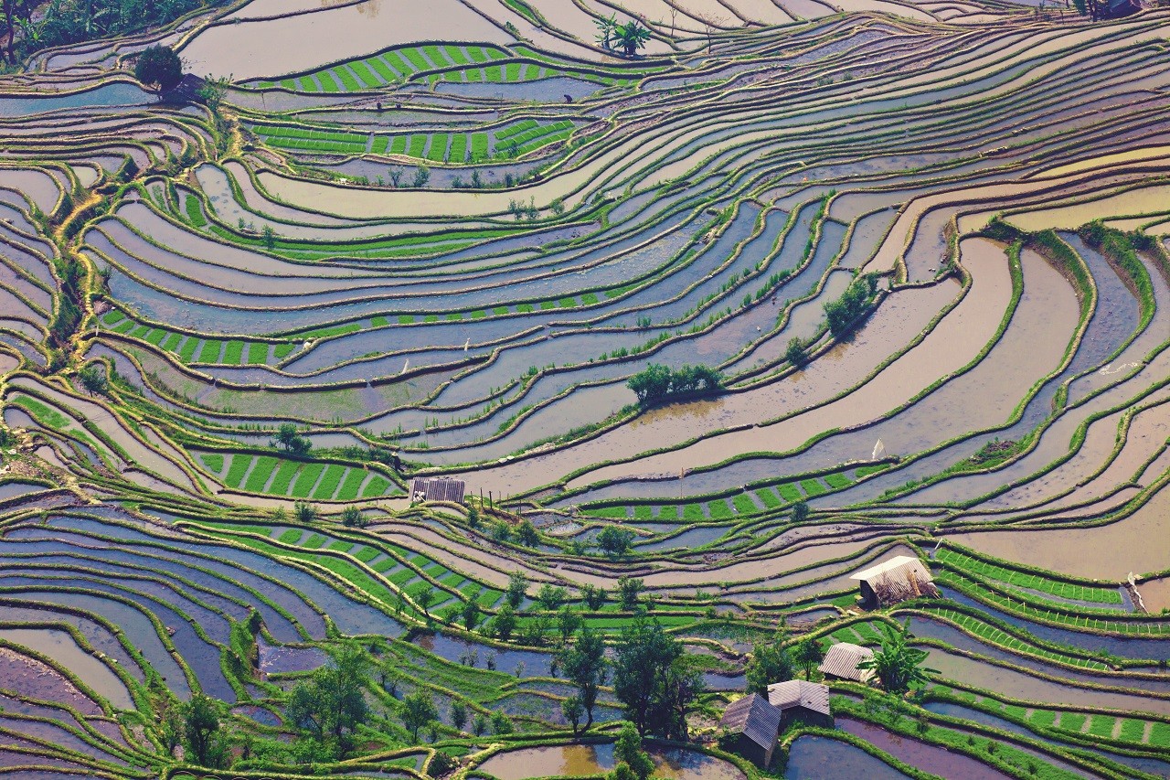 Terraços de Honghe Hani, na província de Yunnan, são considerados patrimônio cultural da humanidade (Foto: Getty Images)