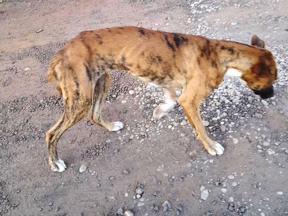 Cachorra vítima de maus-tratos é resgatada mas não resiste e morre em Mococa — Foto: Arquivo Pessoal