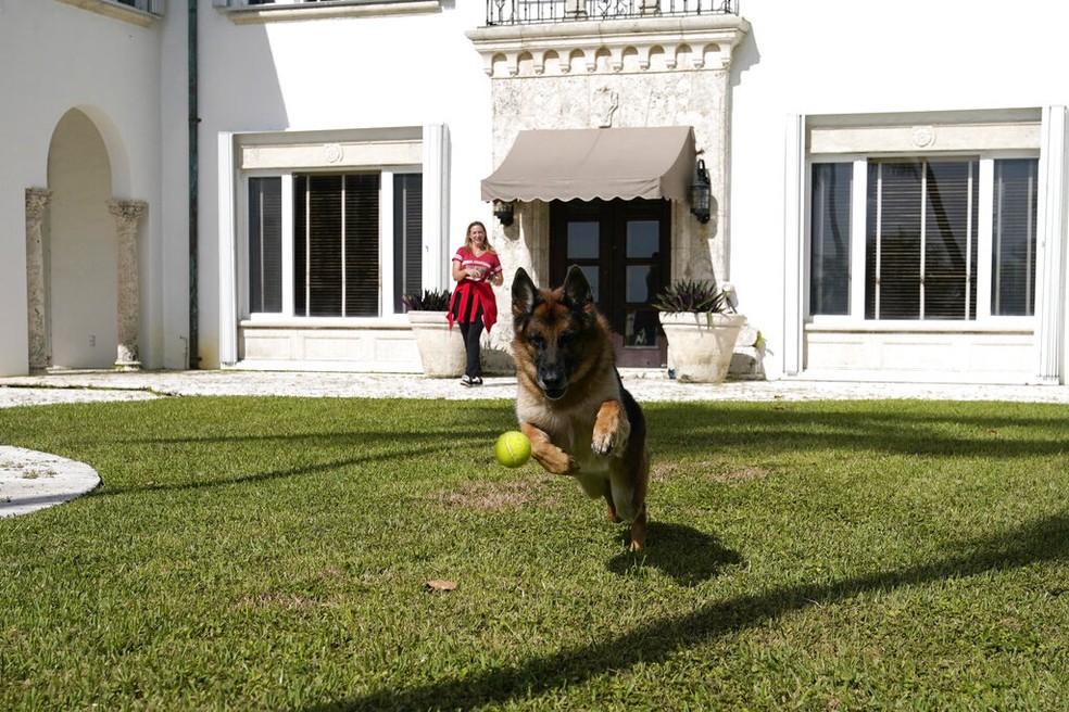 Gunther com uma bolinha de tênis na mansão onde vive na Flórida — Foto: Karlotta Liebenstein/AP