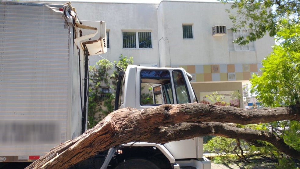 Segundo o Corpo de Bombeiros, o caminhão enroscou na árvore — Foto: Fábio Cristovam/Cedida