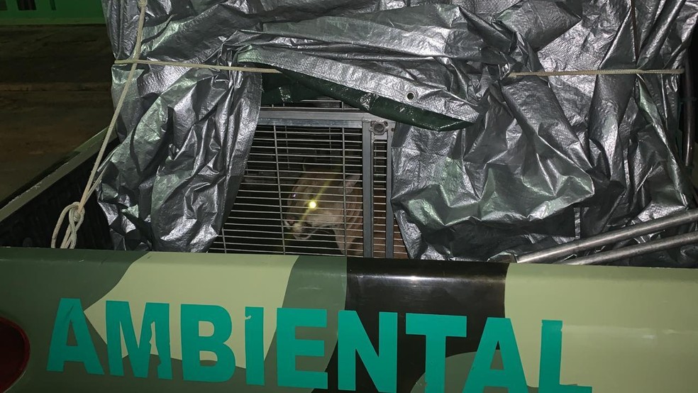 Trabalho de captura foi feito pelos Bombeiros e Polícia Ambienal — Foto: Cipa/Divulgação
