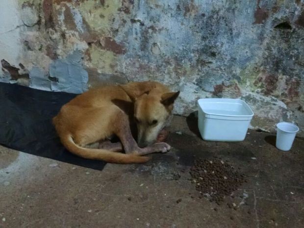 Cachorro estava desidratado e desnutrido quando foi encontrado (Foto: Guarda Municipal/Divulgação)