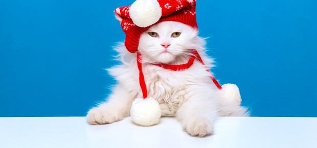Confira as dicas para fazer um ensaio fotográfico dos pets em clima de Natal (Foto: Getty Images)