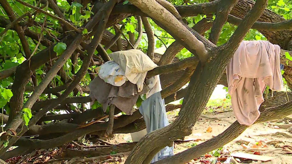 Pertences de homem que montou uma casa numa árvore — Foto: Reprodução/TV Globo