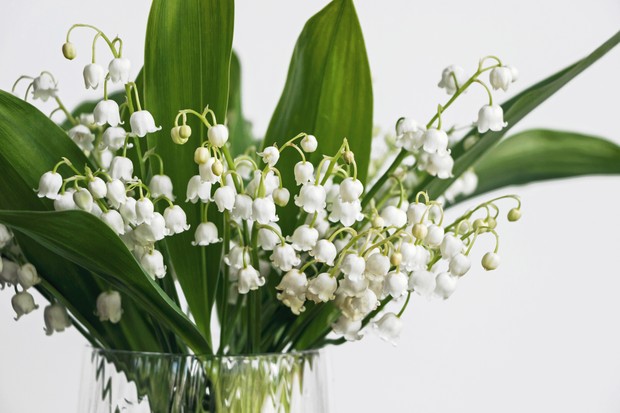 lily of the valley flower bouquet in glass vase with white background (Foto: Getty Images/iStockphoto)