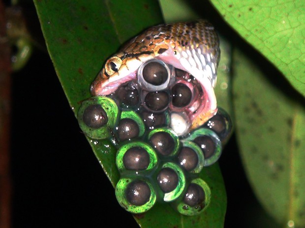 Ovos da espécie sendo devorados por uma serpente  (Foto: SD Biju/Divulgação)